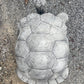 Large Walking Tortoise