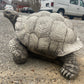 Large Walking Tortoise