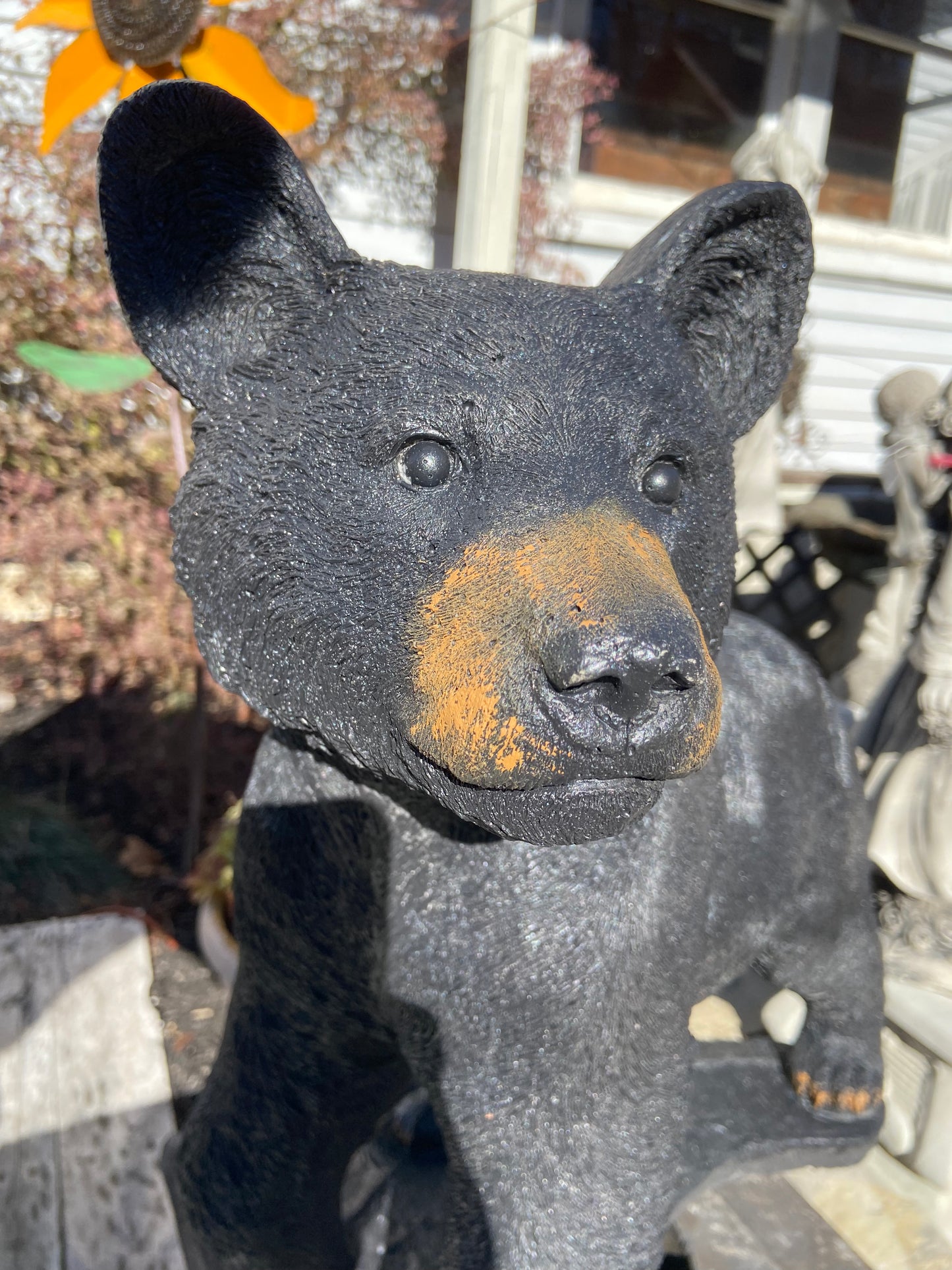 Startled Bear Cub
