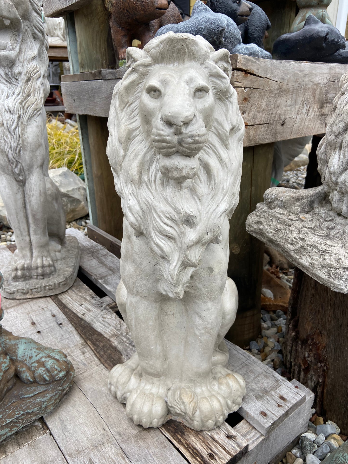 Thin Sitting Lion